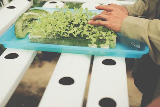 seedling of hydroponic vegetable sprout on wet sponge in plant nursery. lettuce salad growing from seed in farm.