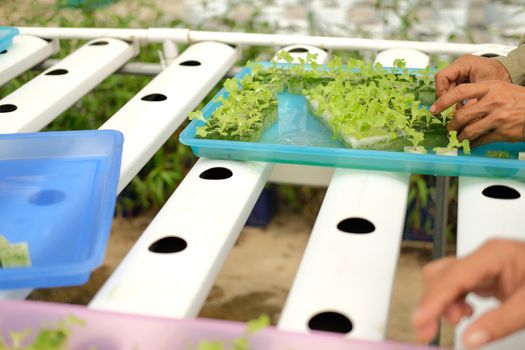 seedling of hydroponic vegetable sprout on wet sponge in plant nursery. lettuce salad growing from seed in farm.