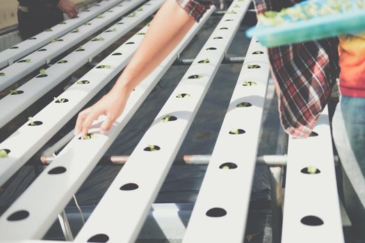 farmer putting hydroponic vegetable sprout on wet sponge on Hydroponic rail pipe in plant nursery. lettuce salad growing from seed in farm.