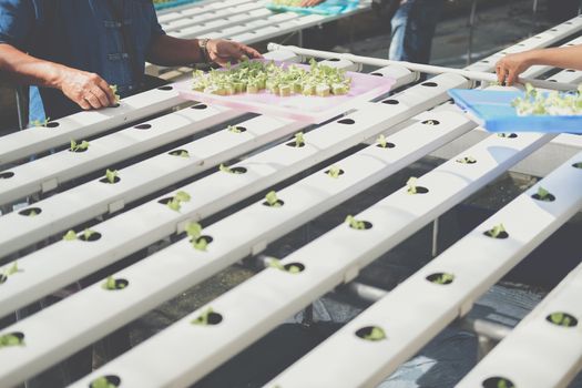 farmer putting hydroponic vegetable sprout on wet sponge on Hydroponic rail pipe in plant nursery. lettuce salad growing from seed in farm.