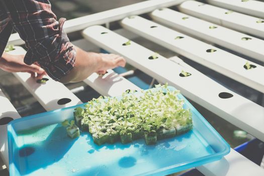 farmer putting hydroponic vegetable sprout on wet sponge on Hydroponic rail pipe in plant nursery. lettuce salad growing from seed in farm.