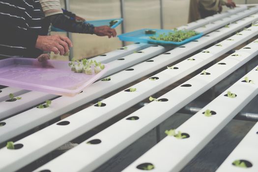 farmer putting hydroponic vegetable sprout on wet sponge on Hydroponic rail pipe in plant nursery. lettuce salad growing from seed in farm.