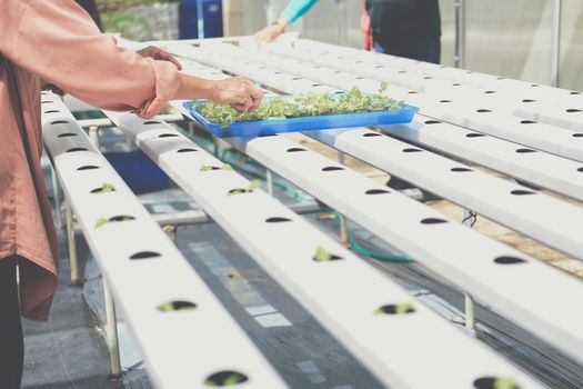 farmer putting hydroponic vegetable sprout on wet sponge on Hydroponic rail pipe in plant nursery. lettuce salad growing from seed in farm.