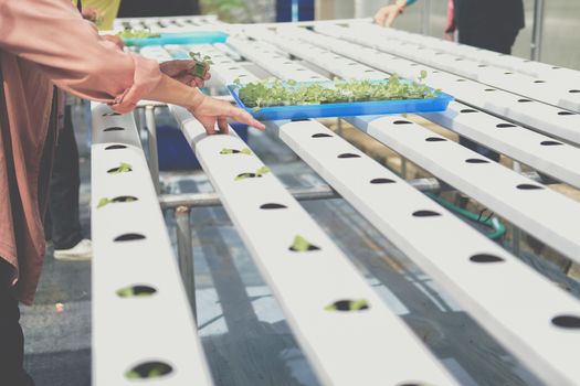 farmer putting hydroponic vegetable sprout on wet sponge on Hydroponic rail pipe in plant nursery. lettuce salad growing from seed in farm.