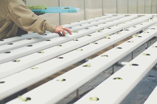 farmer putting hydroponic vegetable sprout on wet sponge on Hydroponic rail pipe in plant nursery. lettuce salad growing from seed in farm.