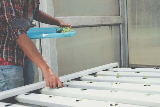 farmer putting hydroponic vegetable sprout on wet sponge on Hydroponic rail pipe in plant nursery. lettuce salad growing from seed in farm.