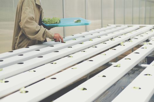 farmer putting hydroponic vegetable sprout on wet sponge on Hydroponic rail pipe in plant nursery. lettuce salad growing from seed in farm.