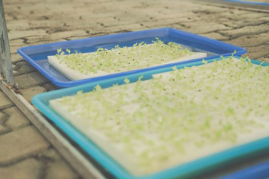 seedling of hydroponic vegetable sprout on wet sponge in plant nursery. lettuce salad growing from seed in farm.