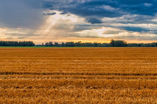 Countryside Wheat Field Landscape. Beautiful Nature Sunset Landscape. Rural Scenery under Shining Sunlight