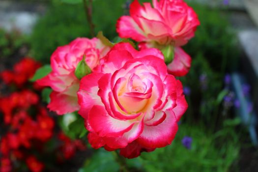 The picture shows a red rose in the garden in the summer