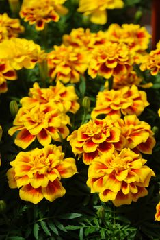 Tagetes patula French marigold in bloom, orange yellow flowers, green leaves, small pot plant