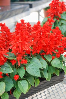 Red Salvia Splendens, Red flower pot plants in the black tray on the table.