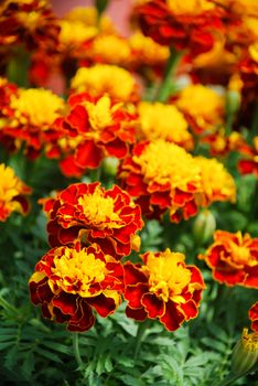Tagetes patula French marigold in bloom, orange yellow flowers, green leaves, small pot plant