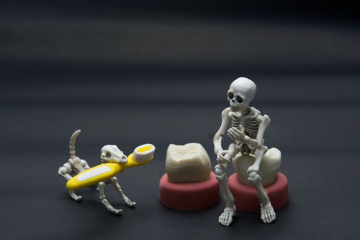 Teeth models of different human jaws with skeleton and dog, halloween teeth concept.