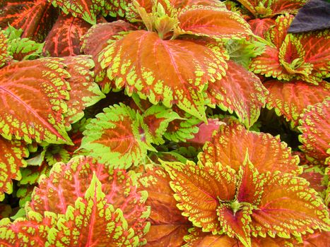 Red green leaves of the coleus plant, Plectranthus scutellarioides
