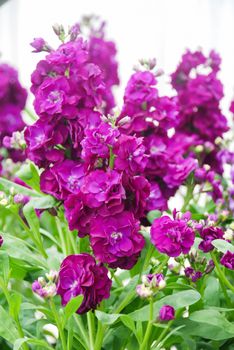 Blurry Matthiola incana flower, stock flowers, cut flowers in nursery, full bloom. Purple Matthiola