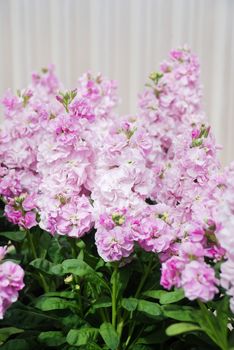 Matthiola incana flower, stock flowers, cut flowers in nursery, full bloom. Light Pink Matthiola