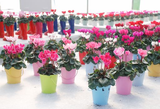Blurry Cyclamen with a boot pot in the nursery. Flower greenhouse. Primulaceae Family. Cyclamen persicum mixed color