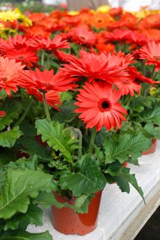 Red colour Gerbera daisy. Gerbera plant in pot on the table. Full bloom.