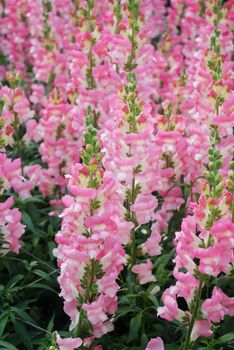 colorful Snapdragon (Antirrhinum majus) blooming in the garden background with selective focus, pink cut flowers