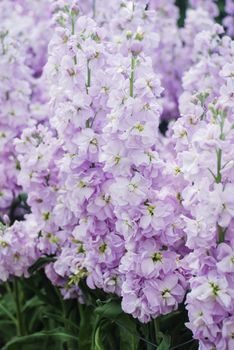Matthiola incana flower, stock flowers, cut flowers in nursery, full bloom. light purple Matthiola