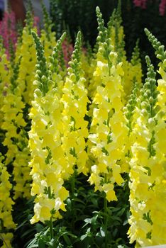 colorful Snapdragon (Antirrhinum majus) blooming in the garden background with selective focus, yellow cut flowers