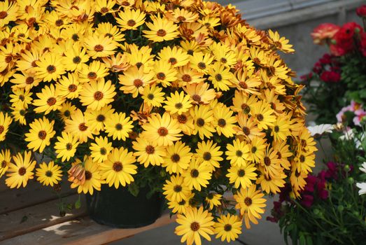 Yellow osteospermum or dimorphotheca flowers in the flowerbed, Yellow flowers