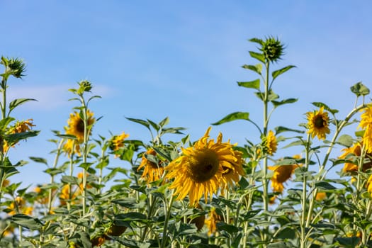 A shot of sunflower field on a blue sky background. Agriculture and cultivation concept.