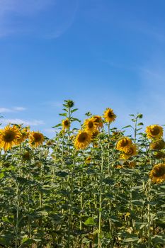 A shot of sunflower field on a blue sky background. Portrait format. Agriculture and cultivation concept.