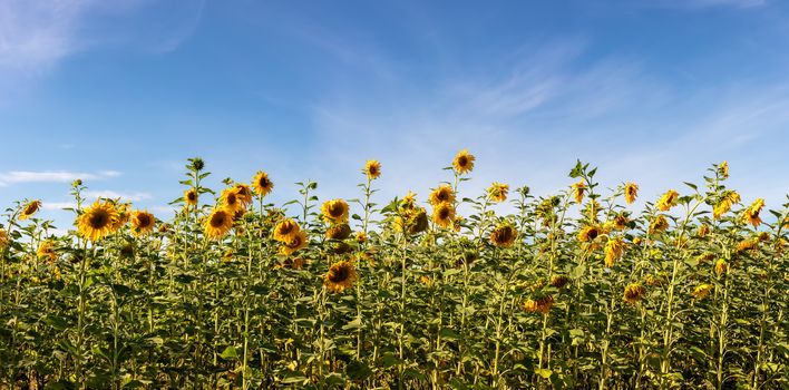 Beautiful panoramic shot of sunflower field on a blue sky background. Agriculture and cultivation concept.