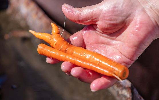 A close up shot of a farmer holding a bunch of clean carrots. Agriculture and farming concept. Blurred background.