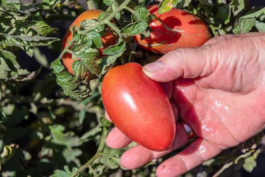 A close up shot of a farmer holding a red tomato and is about to pick it up. Agriculture and farming concept. Blurred background.