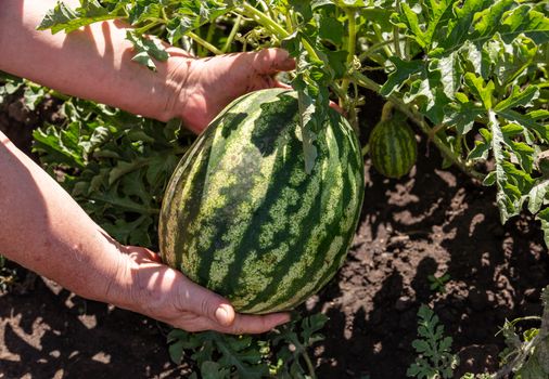 A close up shot of a farmer holding a water melon and who is about to pick it up. Agriculture and farming concept.