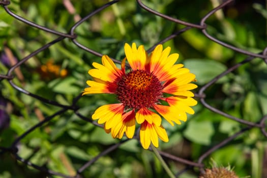 Close up shot of a beautiful yellow Gaillardia flower with a red center. Wired fence in the background. Blurred.