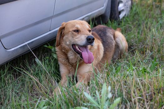 A shot of a brown hound dog resting by a car in the countryside.