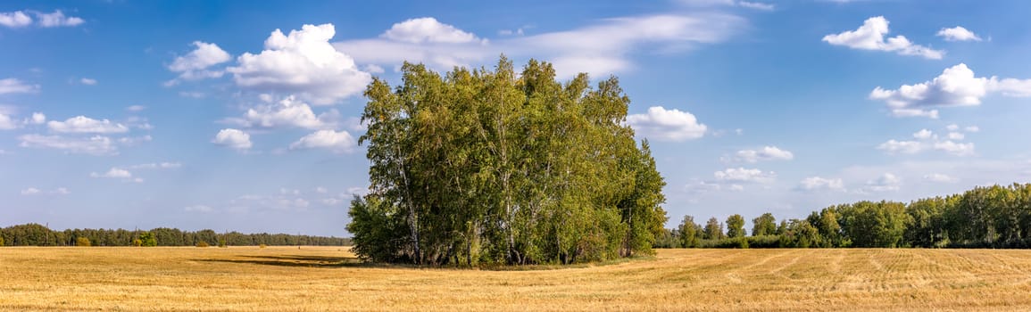 Scenic panoramic shot of a countryside wheat field in Altai Krai, Siberia, Russia. Bunch of berch trees grouped up together in the middle. Amazing blue sky with clouds in the background.