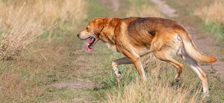 A shot of a brown hound dog running and hunting in the country.