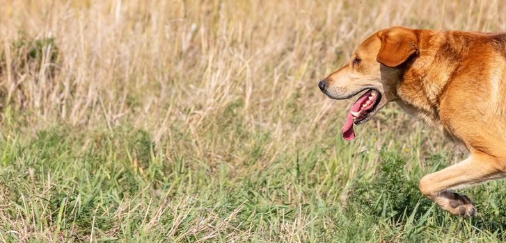 A shot of a brown hound dog running and hunting in the country. Countryside field as a background. Panoramic shot with copy space.
