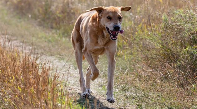 A shot of a brown hound dog running and hunting in the country.