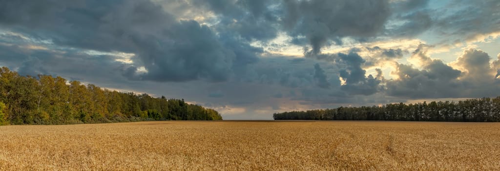 Beautiful panoramic landscape of a wheat field in the Russian countryside. Altai Krai, Siberia. Dramatic cloudy sunset sky in the background.