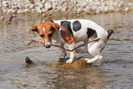 Small Jack Russell terrier walking near shallow river shore, exploring water and wet stones, carrying thin wooden branch in mouth, closeup detail.