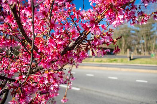 A Pink Cherry Blossom Tree Branch on a Suburban Street