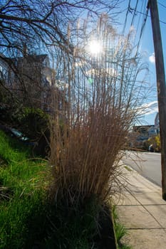 A Tall and Overgrown Brown Shrub With the Sun Shining Through It