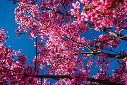 A Pink Cherry Blossom Tree on a Clear Blue Sky