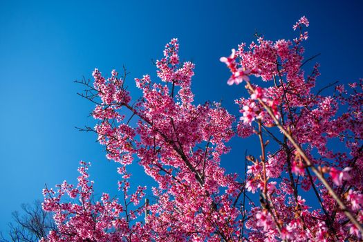 A Pink Cherry Blossom Tree on a Clear Blue Sky