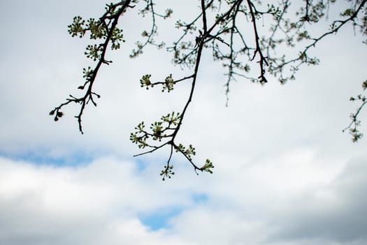 Small Budding Tree Branches on a Cloudy Blue Sky