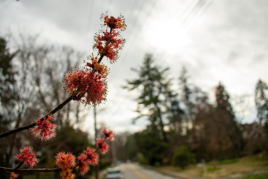 Fresh Pink Flowers on a Tree on a Suburban Street