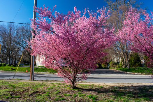 A Pink Cherry Blossom Tree on a Small Lawn on a Suburban Street