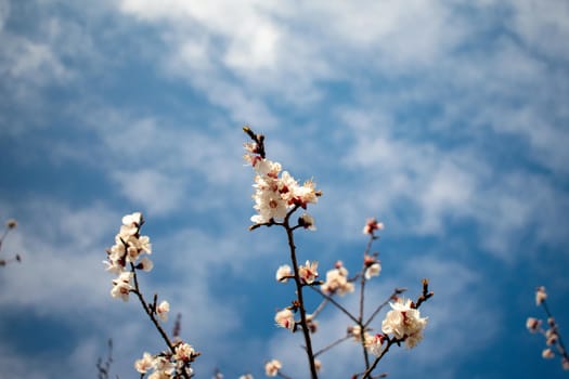 White Cherry Blossom Branches on a Clear Blue Sky