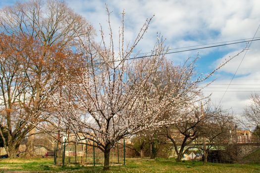 A Blooming White Cherry Blossom Tree in a Suburban Backyard